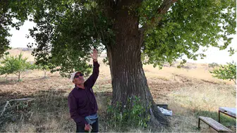 Kahramanmaraş’ta 300 Yıllık Kavak Ağacı Zamana Meydan Okuyor