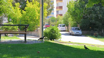 Kahramanmaraş’ta Şaşırtan Görüntü: Parkı Sardılar
