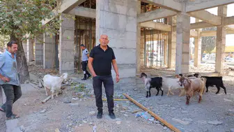 Kahramanmaraş’ta Esnafın Bulduğu 9 Keçinin Sahibi Aranıyor