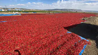Kahramanmaraş’ta Salçalık Biber Hasadı Başladı
