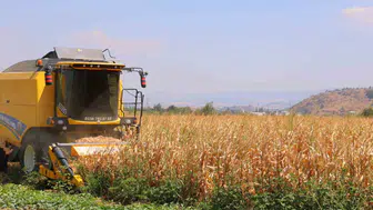 Kahramanmaraş’ta Mısır Hasadı  Başladı