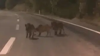 Kahramanmaraş’ta Yola İnen Domuz Sürüsü Görüntülendi