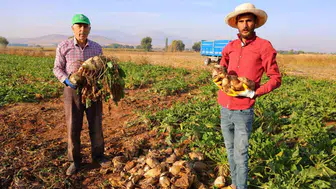Kahramanmaraş’ta şeker pancarı hasadında yüksek verim beklentisi