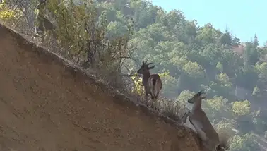 Yaban Keçiler Yerleşim Alanlarına İndi