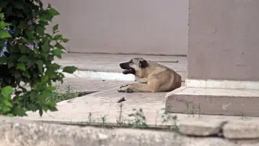 Sokakta Oynayan Çocuk Köpek Saldırısında Yaralandı
