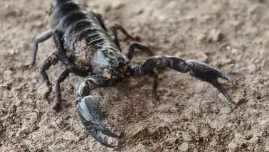 Kahramanmaraş'ta TOKİ Sakinlerini Tedirgin Eden İddia! Yazla Birlikte Görülmeye Başlandı