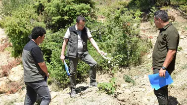 Andırın’da Gelir Getiren Ağaçlandırma Hamlesi