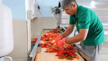 Kahramanmaraş’ta salça sezonu başladı