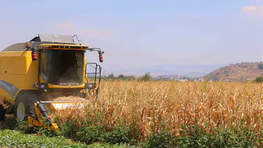 Kahramanmaraş’ta Mısır Hasadı  Başladı
