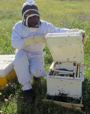 Mersin'de Zamansız İlaçlama Arı Ölümlerine Yol Açtı