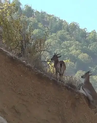 Yaban Keçiler Yerleşim Alanlarına İndi