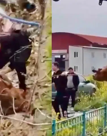 Kahramanmaraş'ta inek kurtarma operasyonu! Kanaldan çıktı