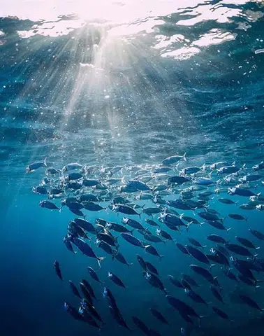 Türkiye o komisyonda gözlemci ülke oldu