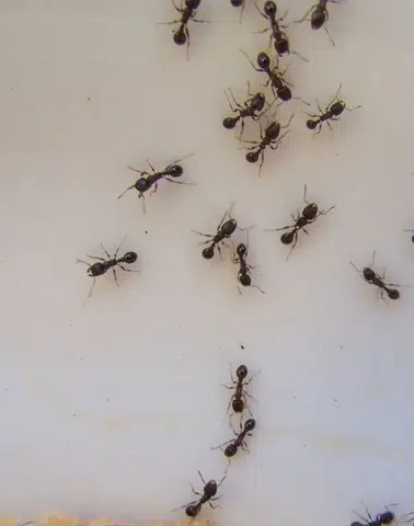 Kimyasal kullanmadan karıncaları uzaklaştıran basit yöntem