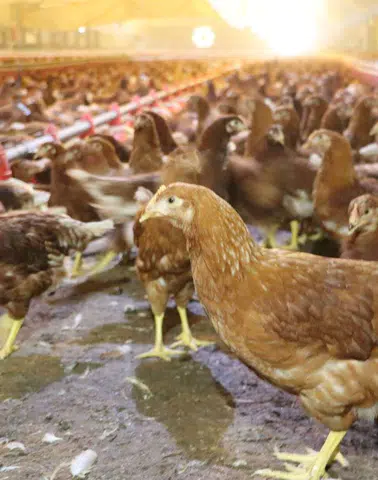 Kümes Hayvancılığında Rekor Üretim: 2 Milyar Yumurtaya Ulaşıldı!