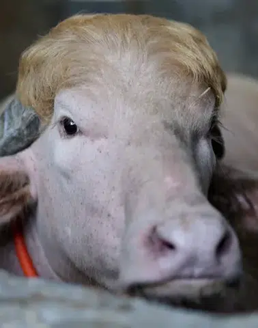 Albino Trump İsimli Manda, Kesim Tehlikesinden Kurtarıldı!