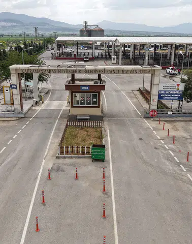 Canlı Hayvan Borsası Kurban Bayramı’na Hazır; Kurbanlık Satışları Başlıyor