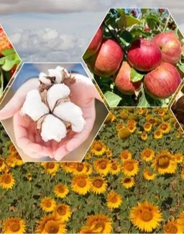 2026’da Tarımda Bitkisel Üretim Rekor Düzeye Ulaşacak!