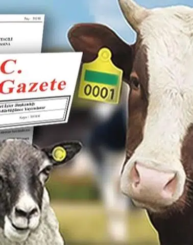 Hayvan küpeleme sisteminde yeni dönem... Karekod geliyor, il kodlu küpelerin süresi uzatıldı
