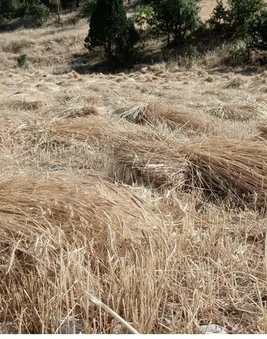 Bertiz'de Ekin Hasadı Başladı