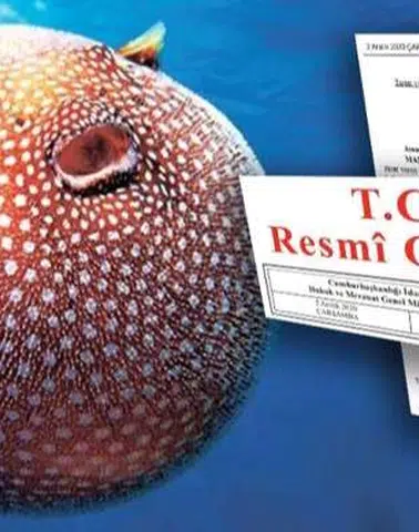 Balon Balığı avcılığı destekleri artırıldı... Zehirli türe destek 35 TL'ye yükseltildi