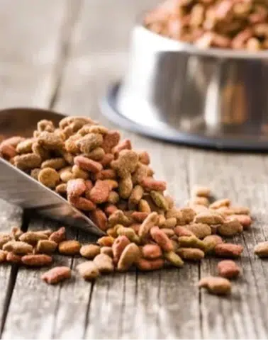 Yeni yapılan 31 bilimsel araştırmaya göre, vegan köpek maması ve vegan kedi mamasının iyi sindirildiğini ortaya koydu