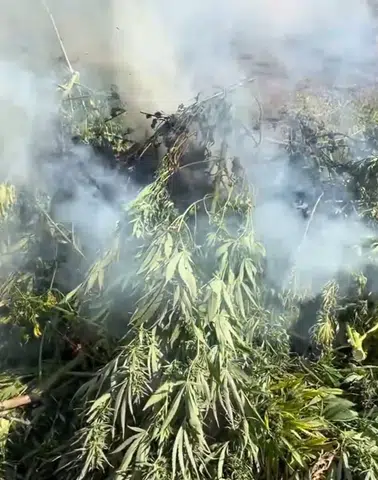 18 ilde uyuşturucu operasyonu: 355 kg uyuşturucu madde ve 1 milyon kenevir kökü ele geçirildi