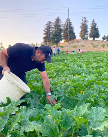 Bertiz’de Kabak Hasadı Tarlalarda Başladı