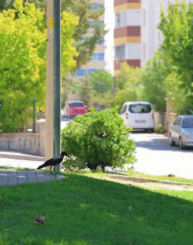 Kahramanmaraş’ta Şaşırtan Görüntü: Parkı Sardılar