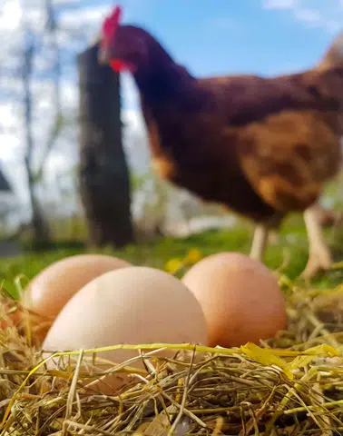 Kümes hayvancılığında üretim arttı! Tavuk yumurtası ve etinde yükseliş