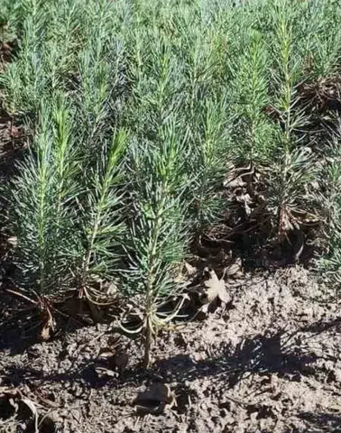 Kahramanmaraş’ta Yanan Ormanlar Yeniden Yeşeriyor