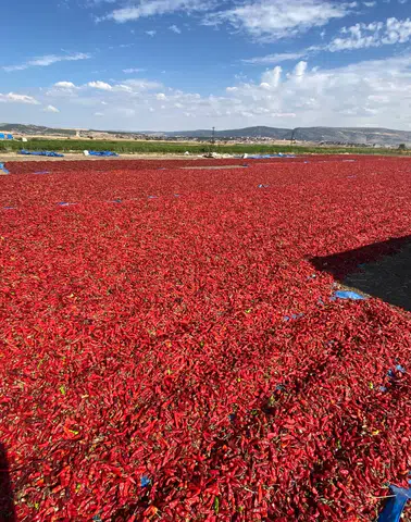 Kahramanmaraş’ta Salçalık Biber Hasadı Başladı