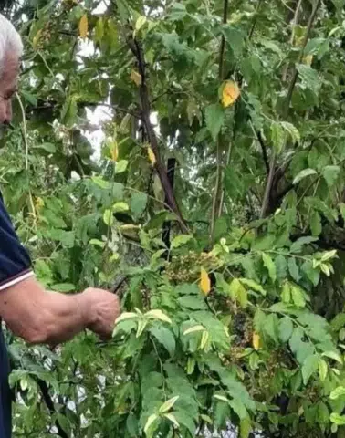 Kahramanmaraş’ta Japon İğdesi Yetiştirdi: Ücretsiz Dal Verecek