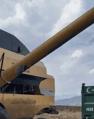 Andırın’da Ayçiçeği Hasadı Başladı