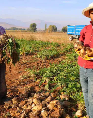 Kahramanmaraş’ta şeker pancarı hasadında yüksek verim beklentisi
