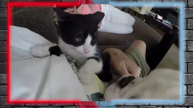Dikkat! Çip zorunlu... Satın alma, sahiplen!