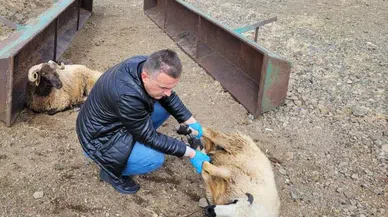 Kurtlar 50 koyunu telef etti