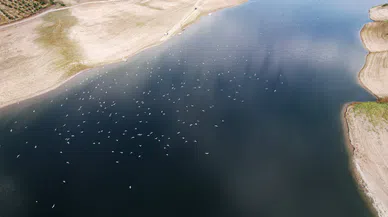 Kahramanmaraş'ta martı sürüsü görüntülendi