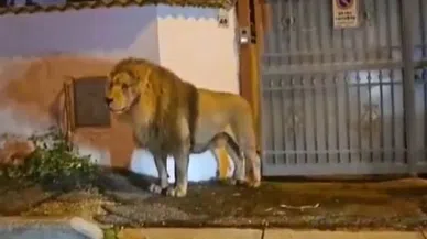 Sirkten kaçan aslan İtalya sokaklarında gezintiye çıktı