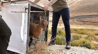 Yavru yaban keçisi ailesine kavuştu