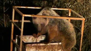 Anne ve yavru ayılar yiyecek bulmak için şehre indi