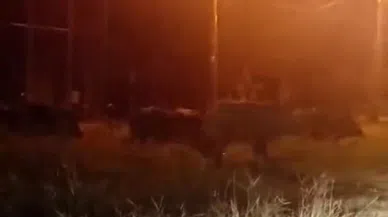 Hatay'da aç kalan domuz sürüsü mahalleye indi