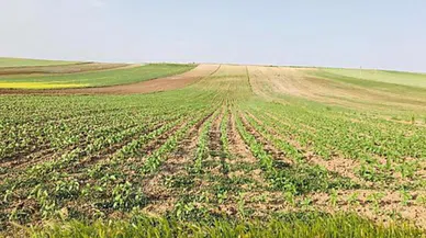 Afşin ilçesinde 4 bin metrekare tarla icradan satılacak