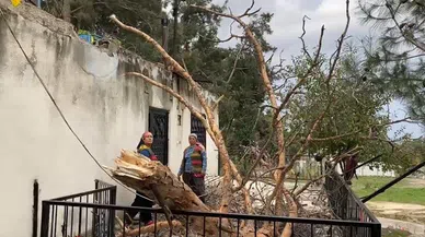 Osmaniye'de çam ağacı evin üzerine devrildi