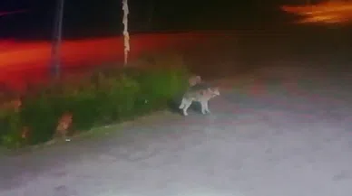 Aç kalan kurt şehre indi