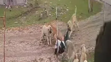 Sokak köpekleri yaşlı kadına saldırdı