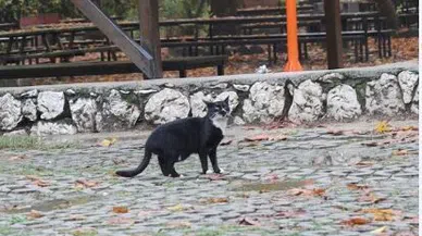 Kedi ile dronun ilginç anları