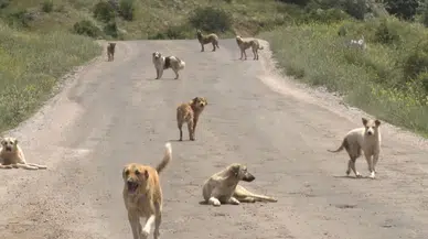 1932'de sokak köpekleri için yayınlanan genelge maddeleri