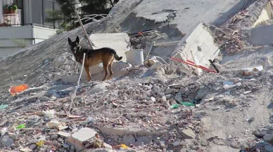 TSK’nın hassas burunlu arama kurtarma köpekleri Asrın Felaketi’nde onlarca can kurtardı