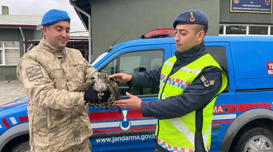 Kahramanmaraş'ta jandarma ekipleri yaralı atmacaya sahip çıktı